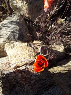 Image de Calochortus kennedyi var. kennedyi