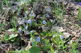 Image of Viola tanaitica Grosset