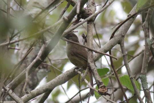 Image of Plain Greenbul