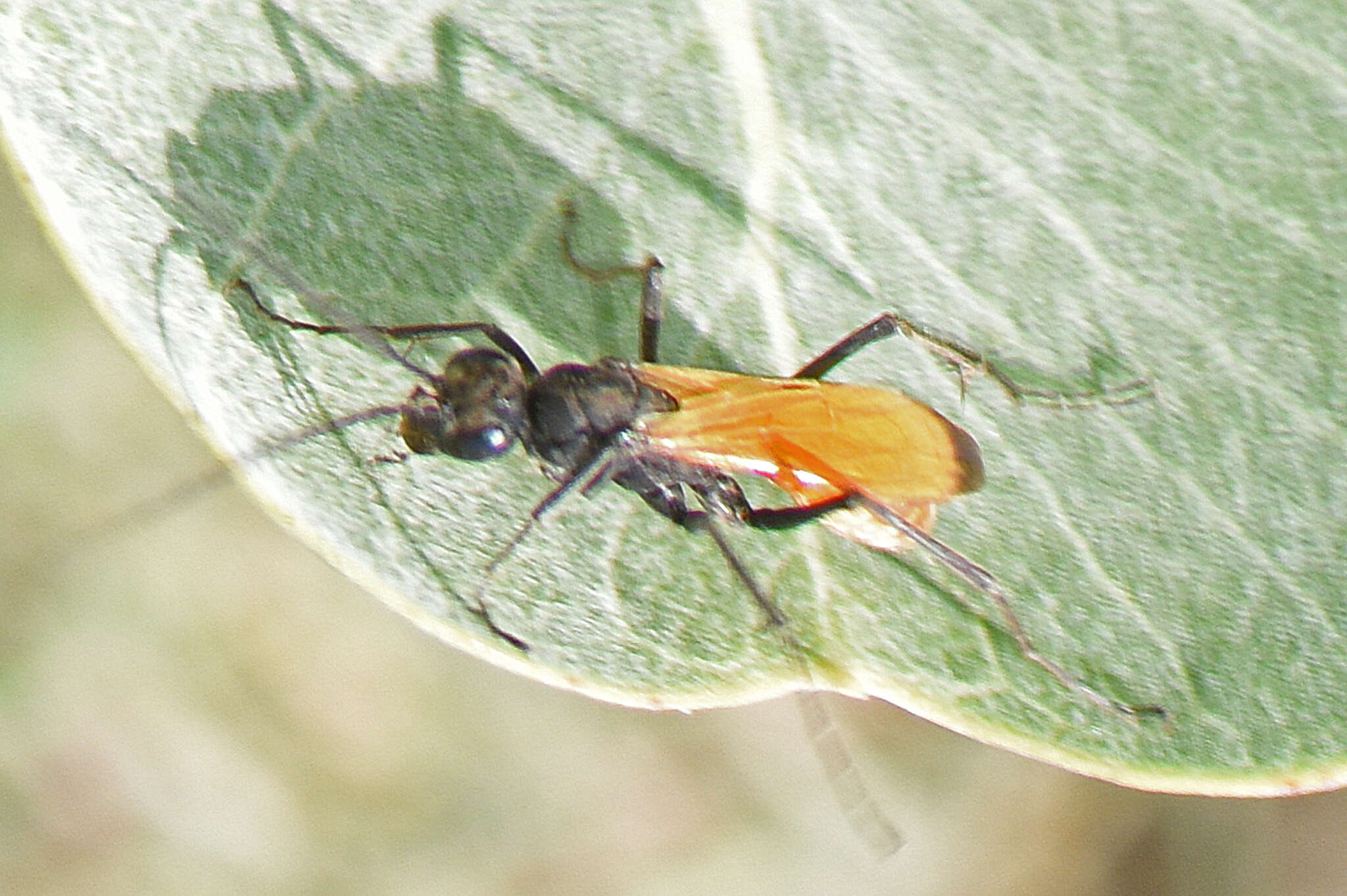 Image of Ageniella reynoldsi (Banks 1933)