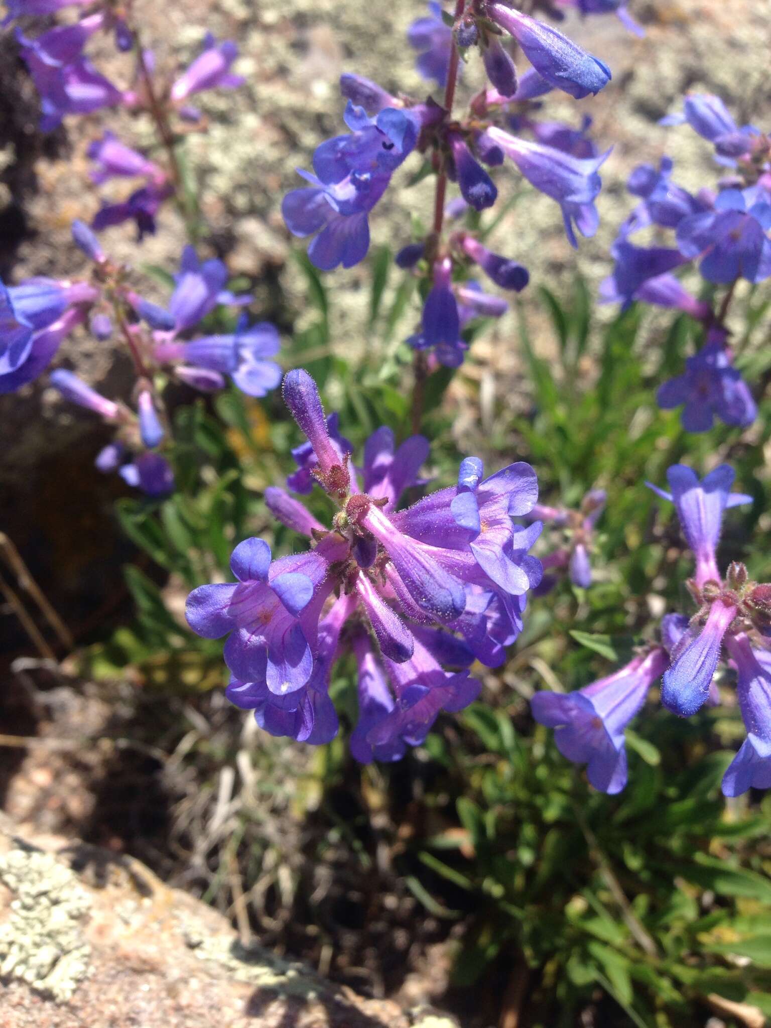 Image of Front Range beardtongue