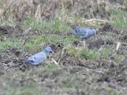 Image of Stock Dove