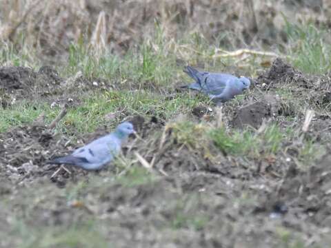 Image of Stock Dove