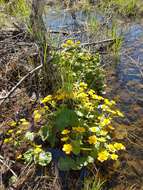 Caltha palustris var. barthei Hance的圖片