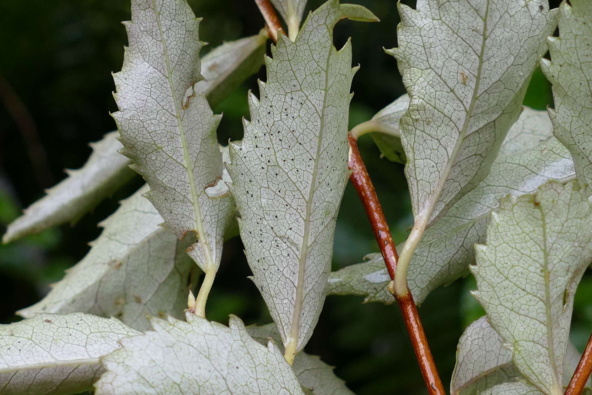 Image of Hoheria sexstylosa var. ovata (Simpson & Thomson) Allan