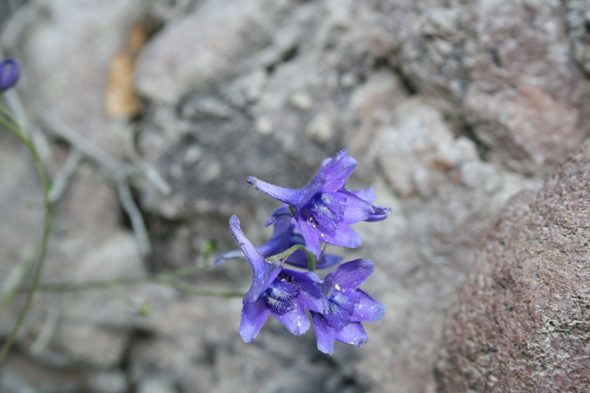 Image of Delphinium pedatisectum Hemsl.