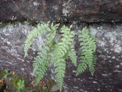 Image of rusty woodsia