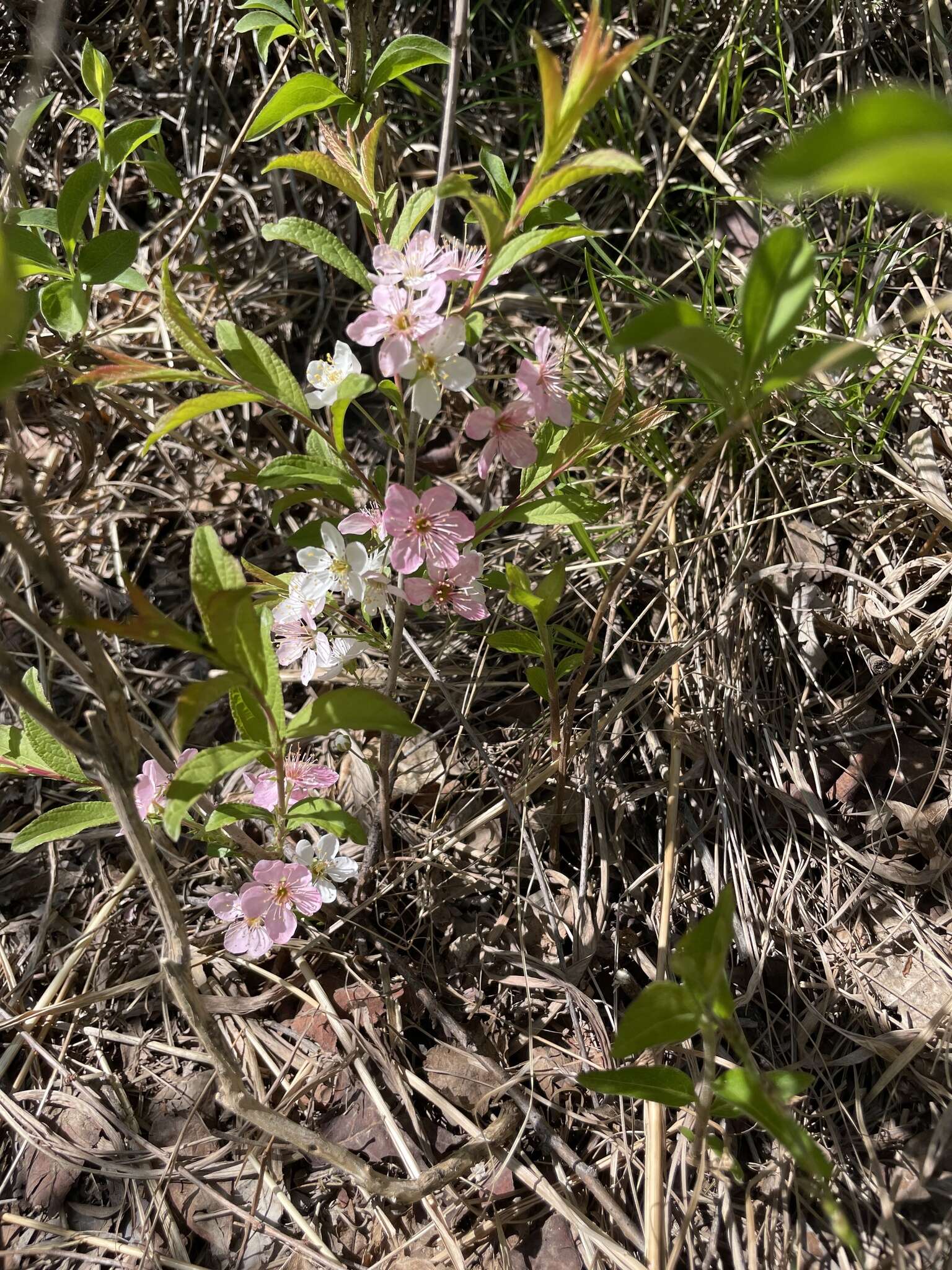 Imagem de Prunus humilis Bunge