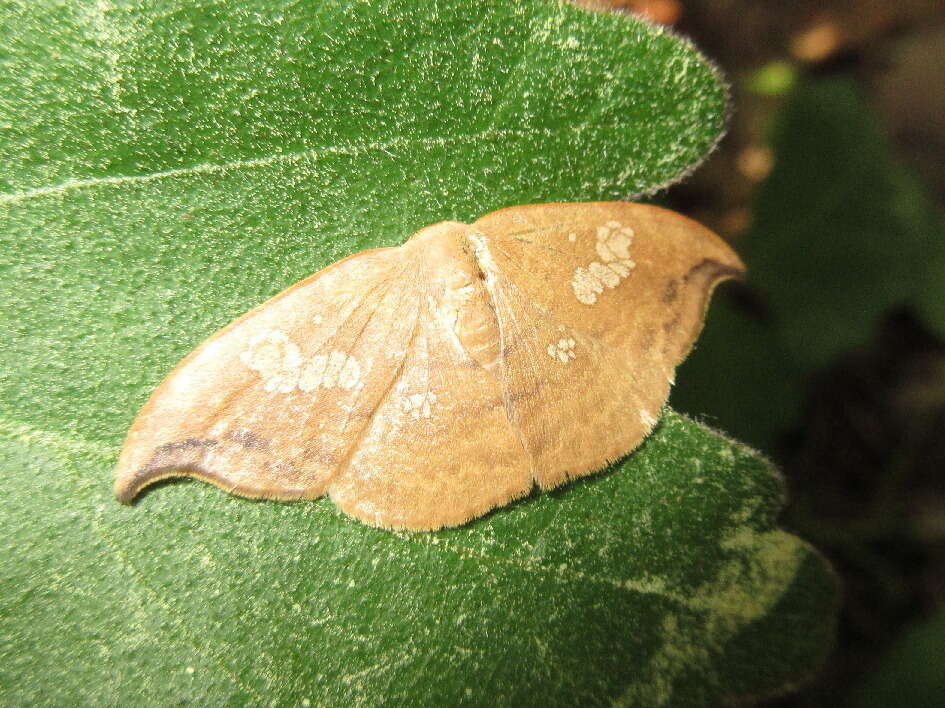 Image of Agnidra scabiosa Butler 1877