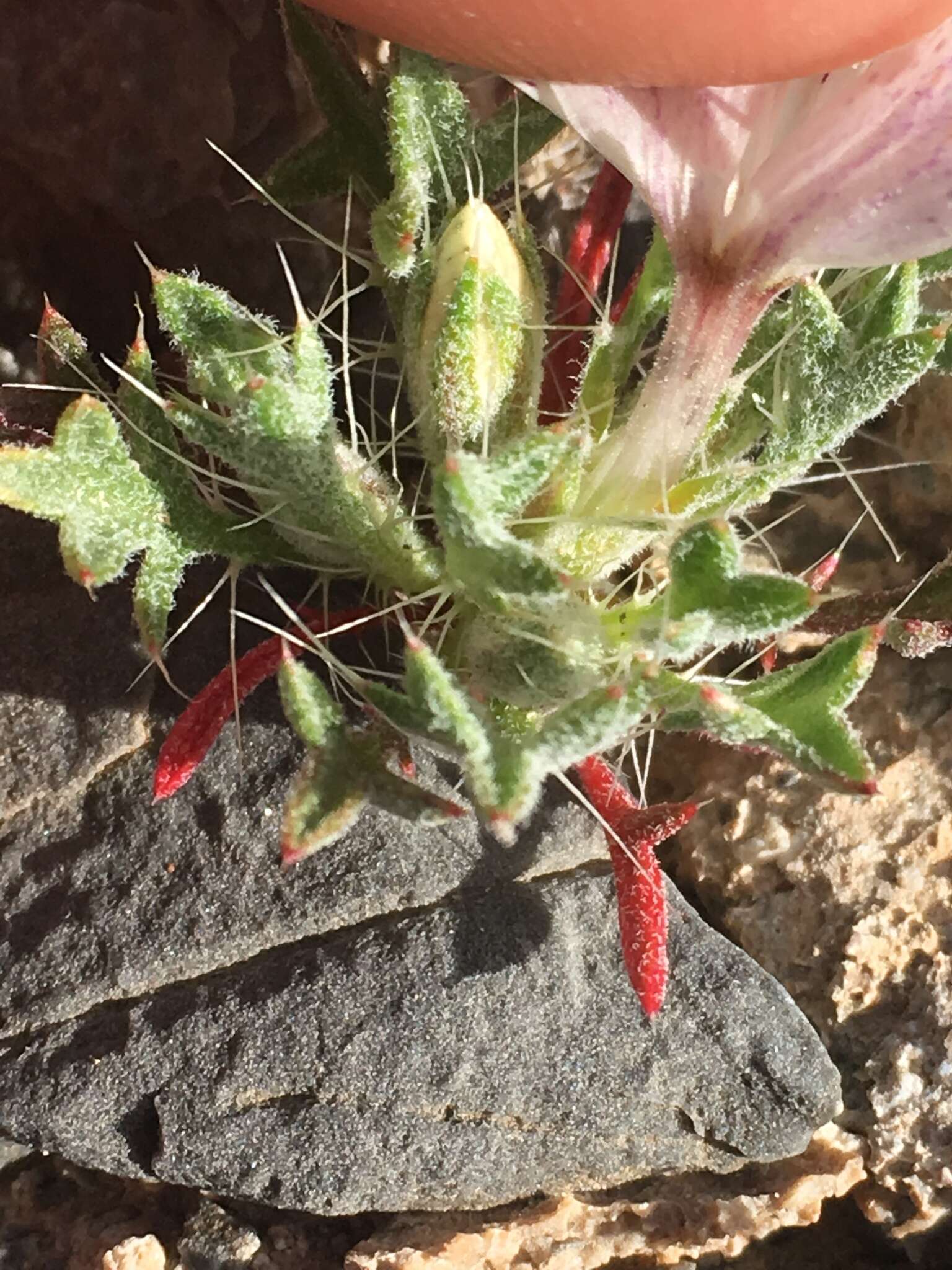 Image of Great Basin langloisia