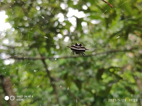 Image of Doria's Spiny Spider