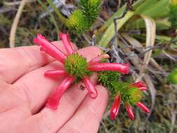 Image of Erica regia subsp. mariae (Guthrie & Bolus) E. G. H. Oliv. & I. M. Oliv.