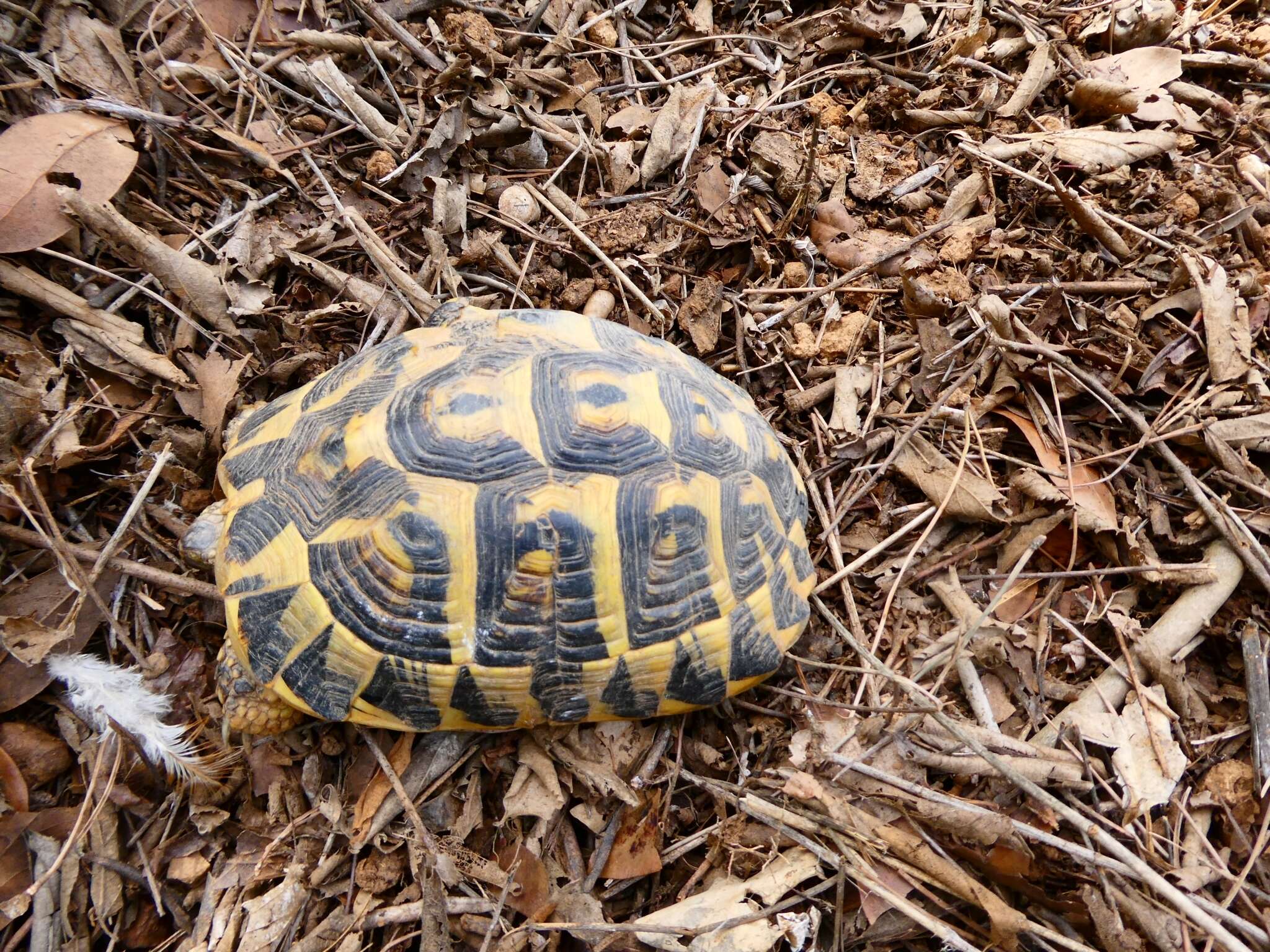 Image of Western Hermann's Tortoise