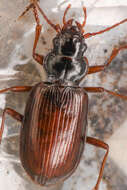 Image of <i>Nebria intermedia</i>