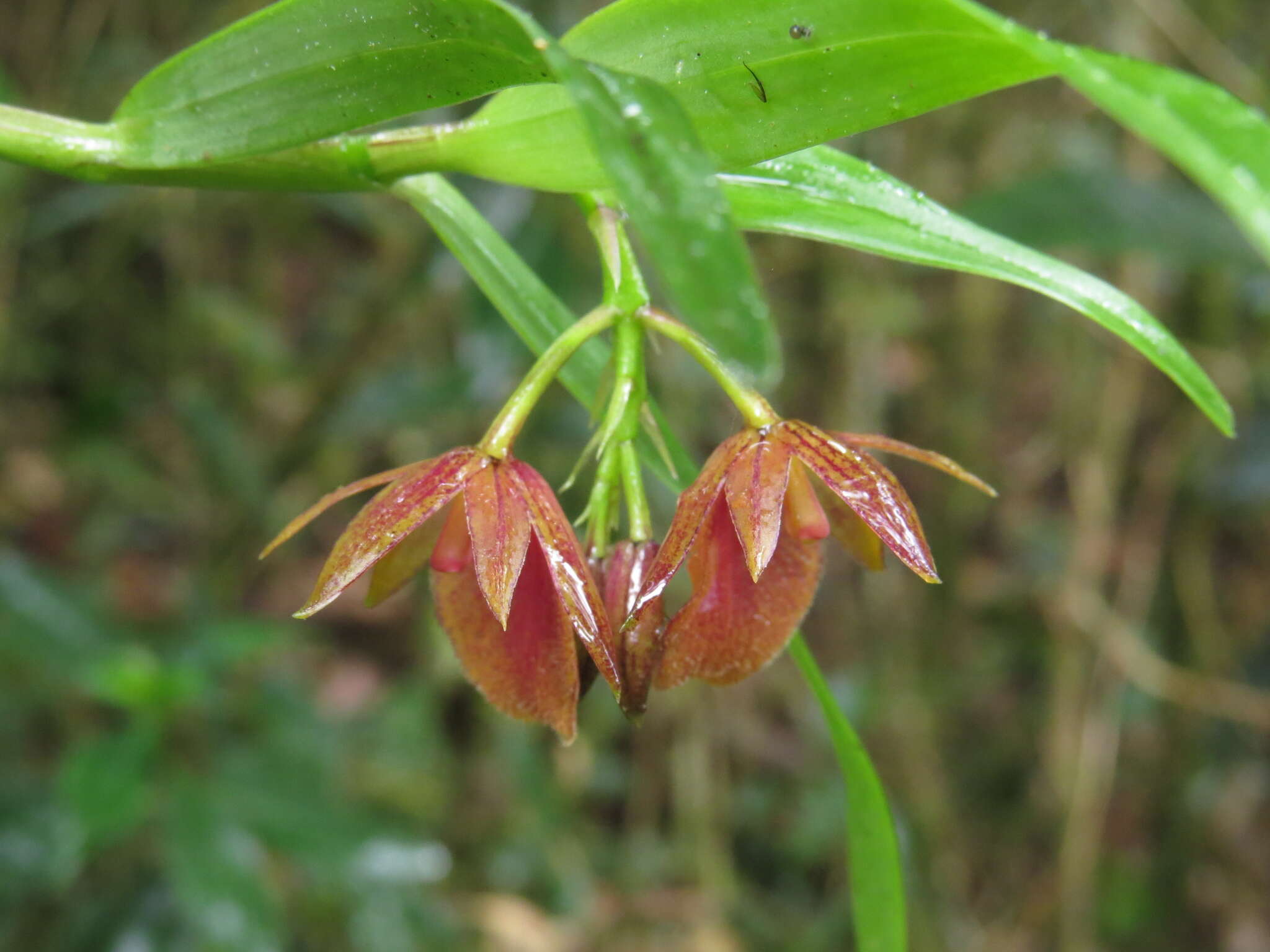 Image of Epidendrum arevaloi (Schltr.) Hágsater