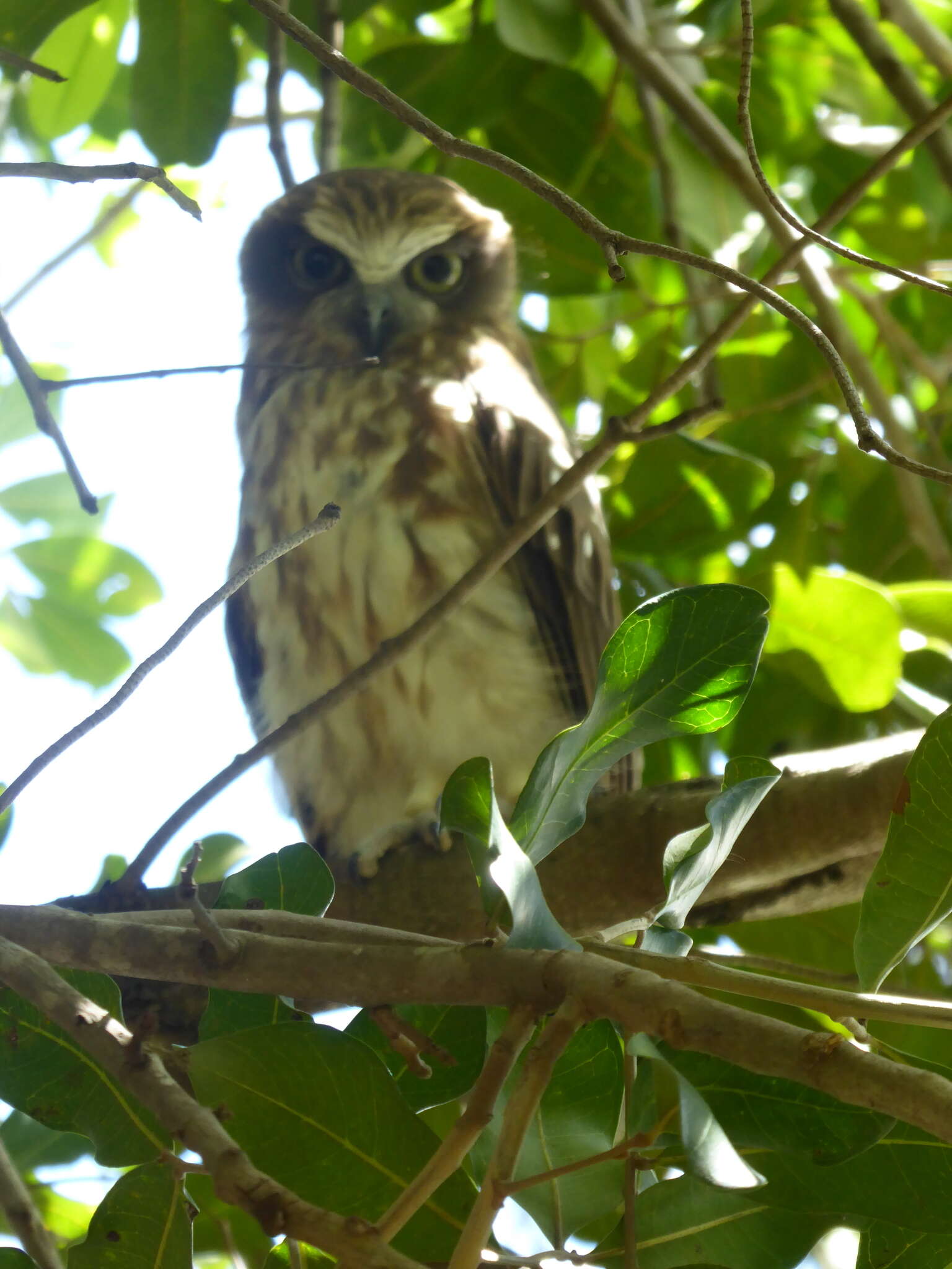 Image of Australian Boobook