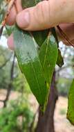 Image of brown stringybark