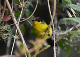 Image of Yellow-crowned Redstart