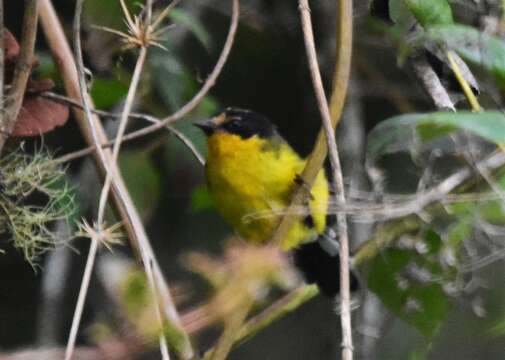 Image of Yellow-crowned Redstart