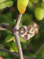 Image of Drosanthemum autumnale L. Bol.