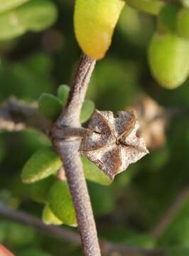 Imagem de Drosanthemum autumnale L. Bol.