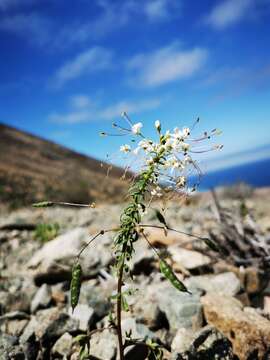 Image of Cleome chilensis DC.