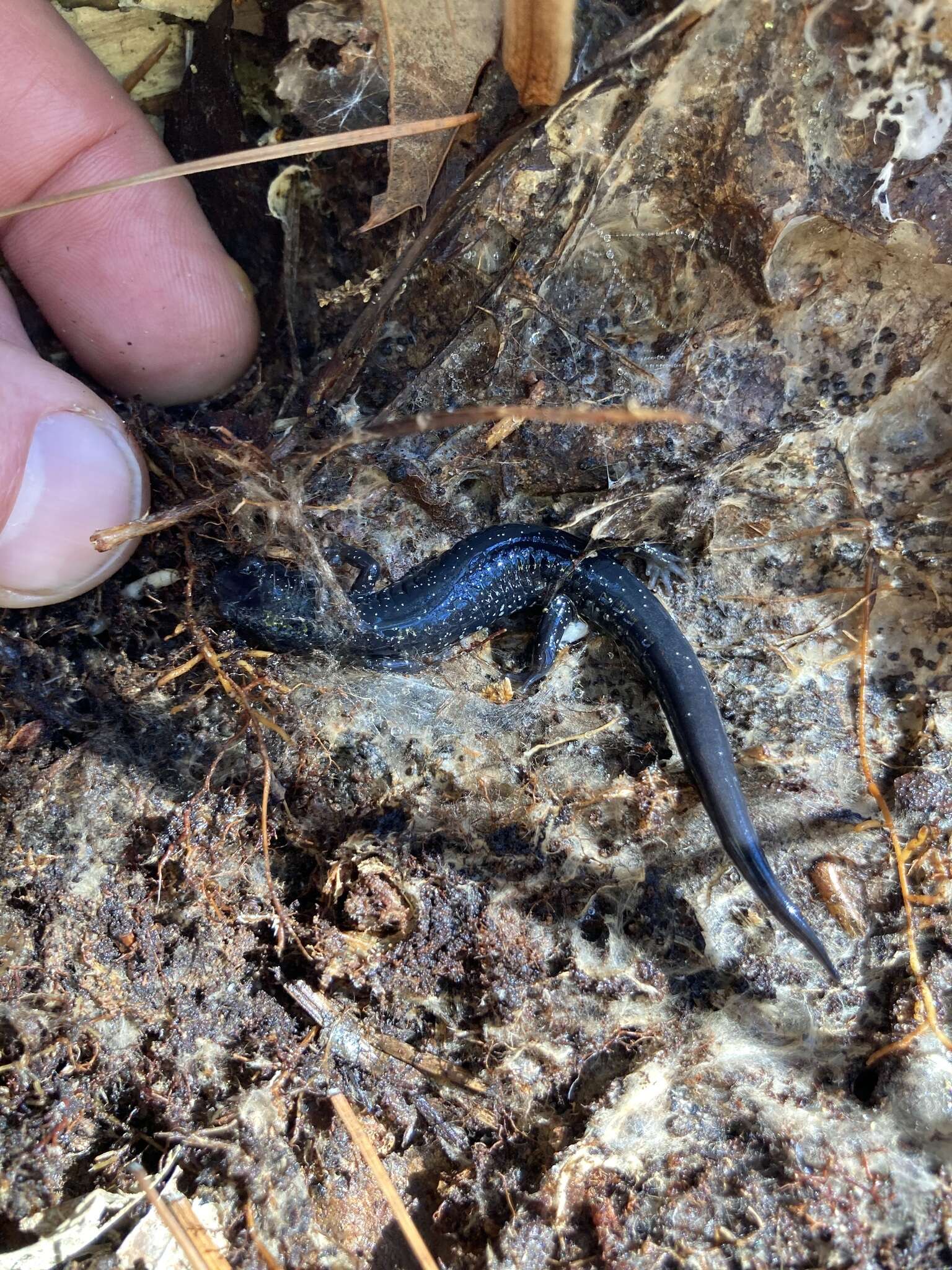 Plethodon chlorobryonis Mittleman 1951 resmi