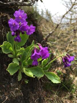 Primula latifolia Lapeyr. resmi