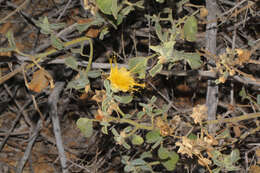 Image of Abutilon indicum subsp. indicum