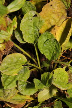 صورة Golovinomyces sordidus (L. Junell) V. P. Heluta 1988