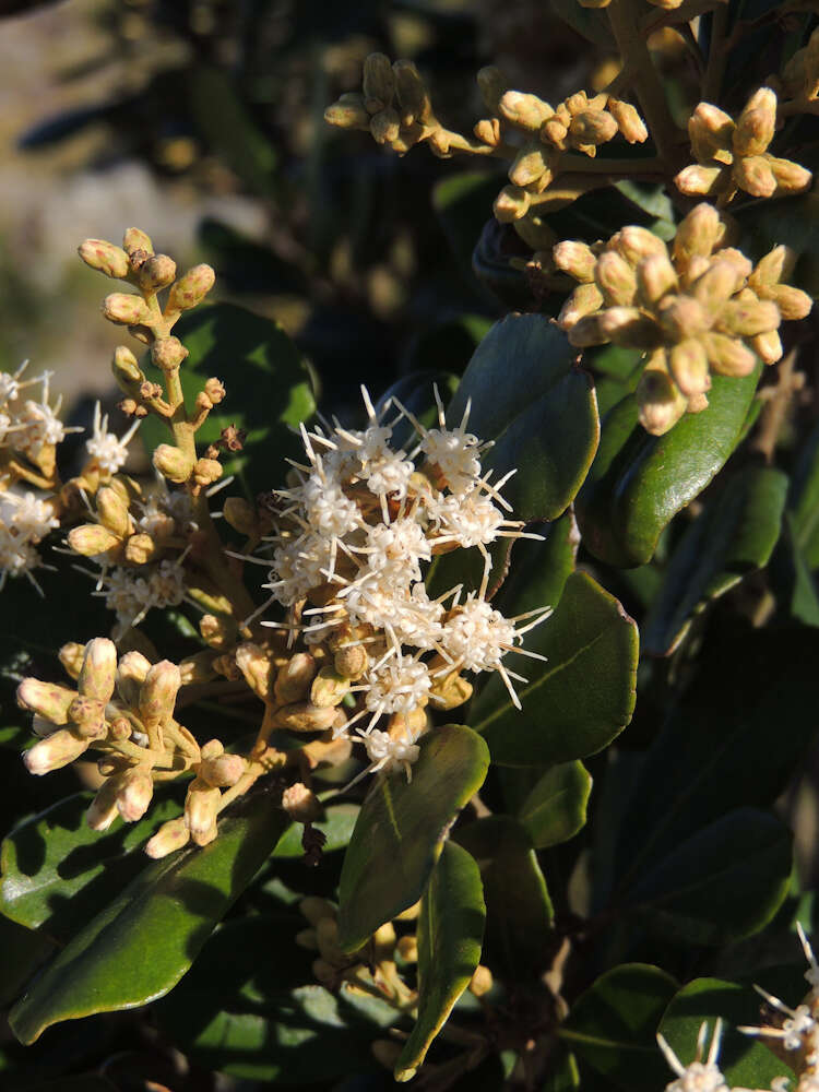 Image of Brachylaena glabra (L. fil.) Druce