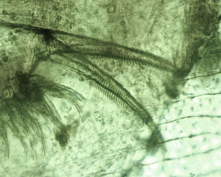 Image of Water flea