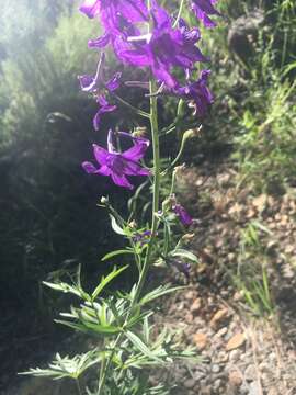 Plancia ëd Delphinium scopulorum A. Gray