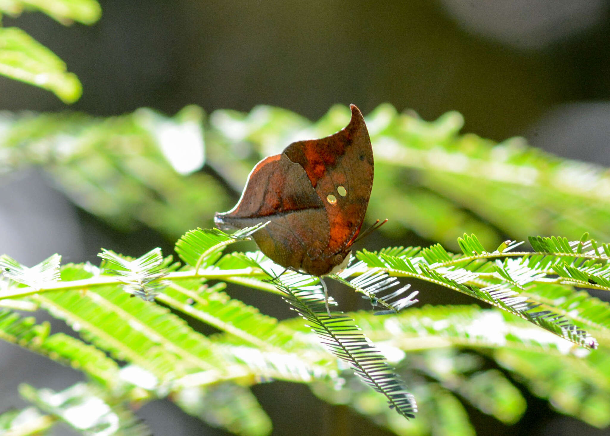 Zaretis strigosus resmi