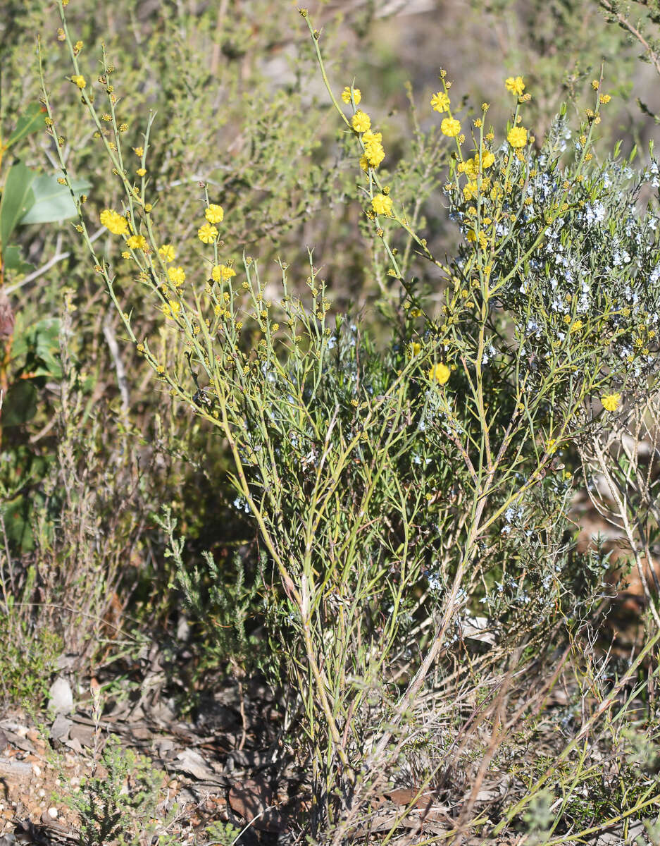 Image de Acacia continua Benth.