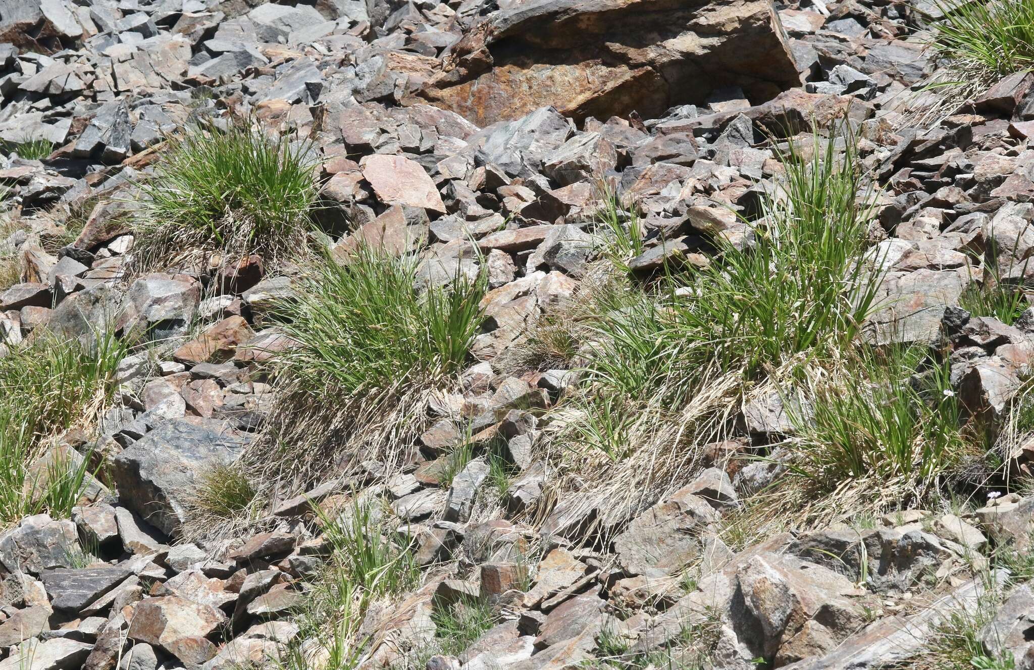 Image of Congdon's sedge