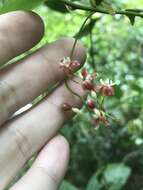 Image of Petermannia cirrosa F. Muell.