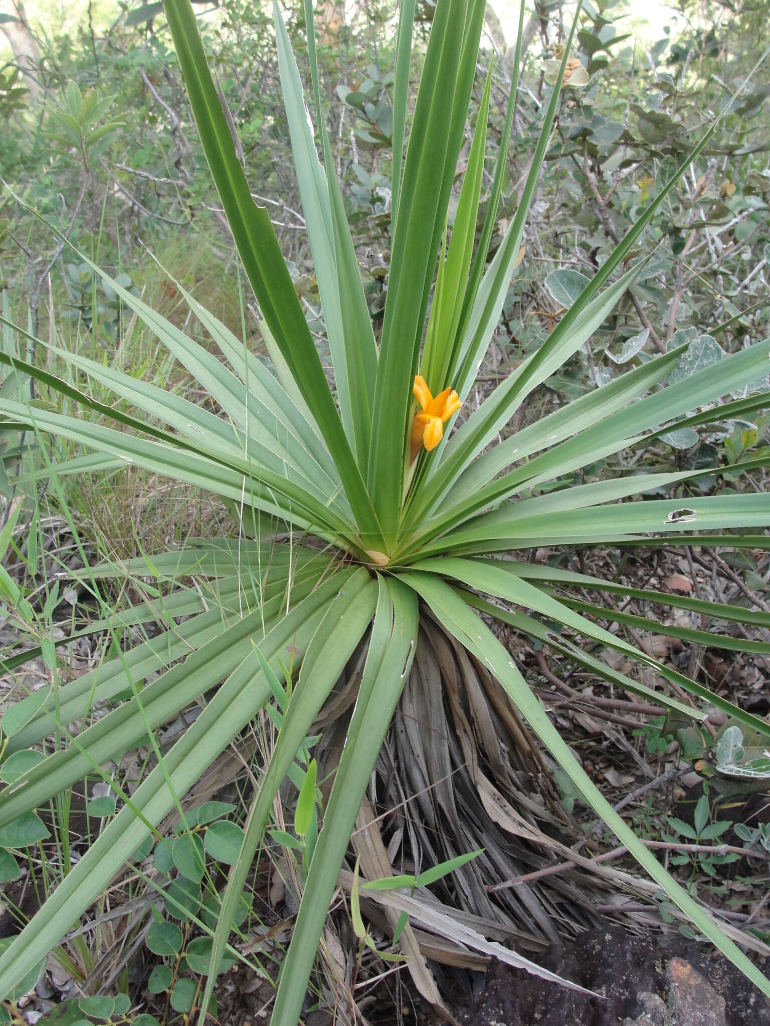 Image of Barbacenia involucrata L. B. Sm.