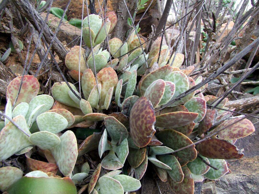 Image of Adromischus subviridis H. Tölken