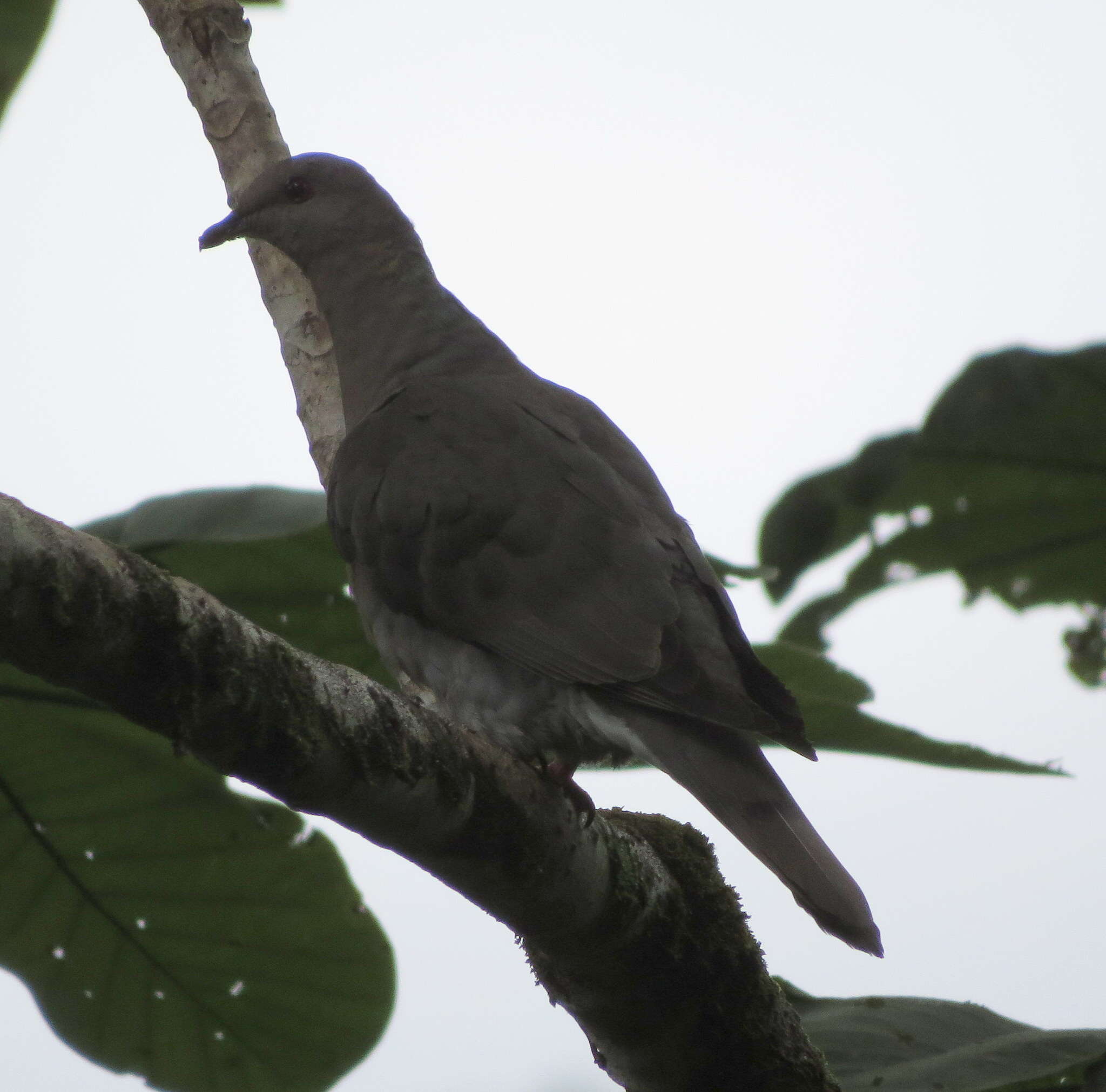 Image of Ring-tailed Pigeon