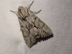 Image of Dark Grey Fishia Moth