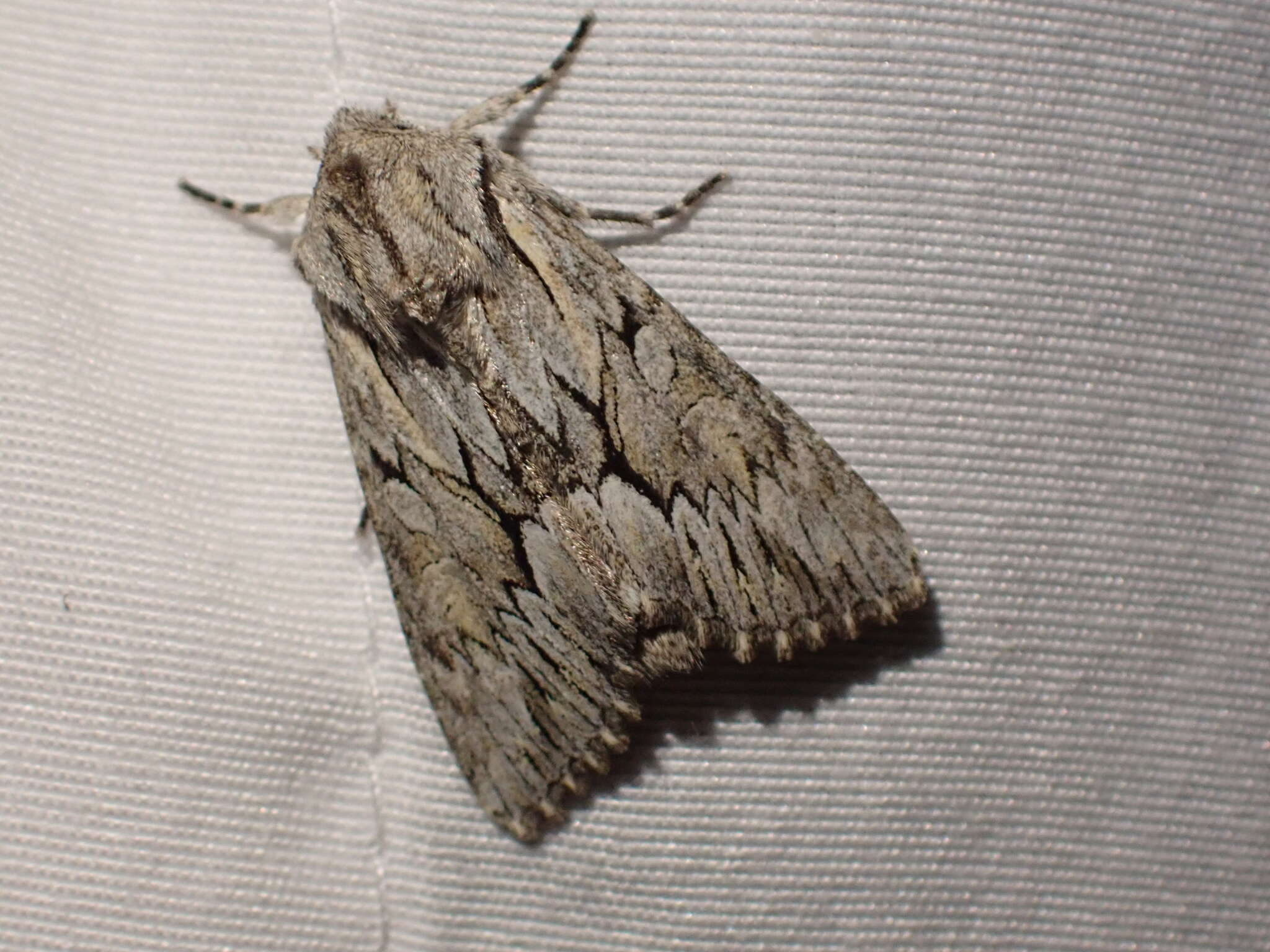 Image of Dark Grey Fishia Moth