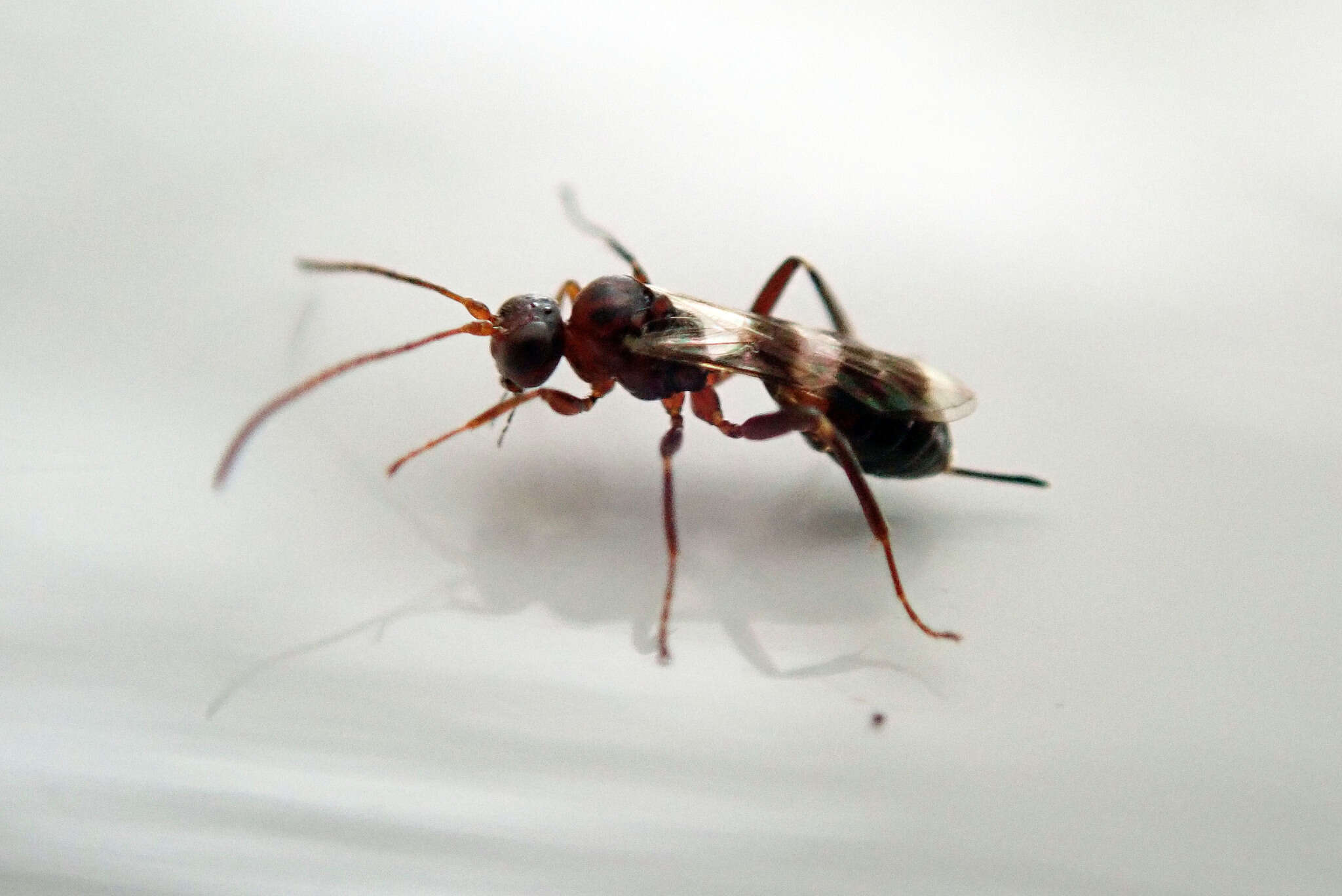 Image of Parasitoid wasp