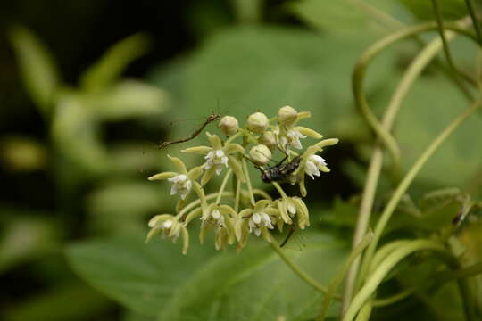 Imagem de Cynanchum auriculatum Royle ex Wight