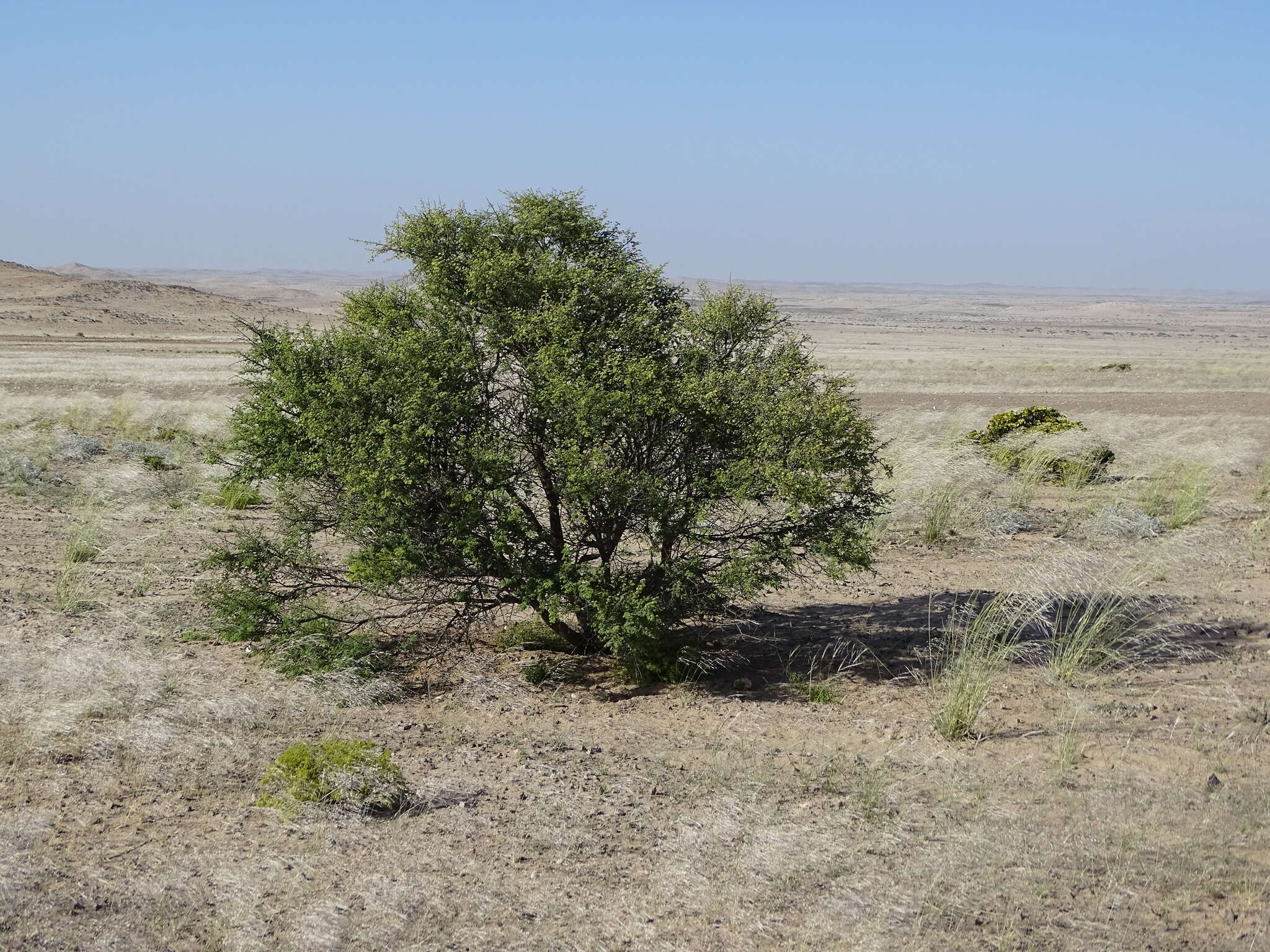 Vachellia reficiens (Wawra) Kyal. & Boatwr. resmi