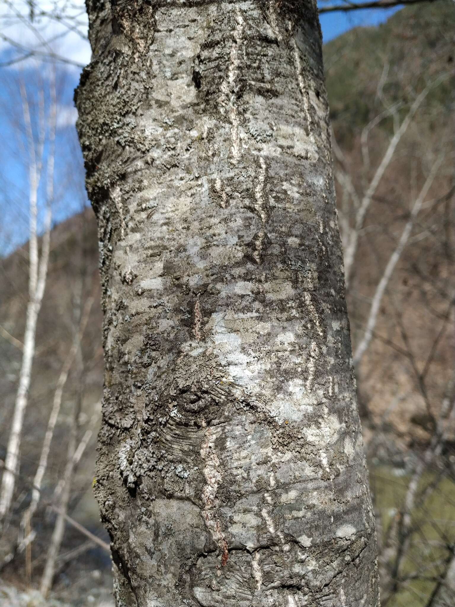 Imagem de Alnus glutinosa subsp. barbata (C. A. Mey.) Yalt.