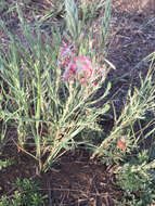 Oenothera suffrutescens (Ser.) W. L. Wagner & Hoch resmi