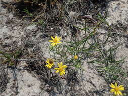 Image of sickleleaf silkgrass