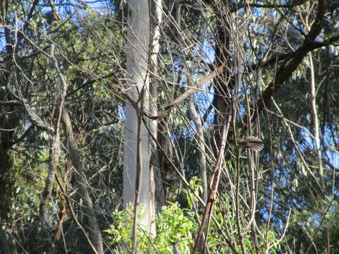 Image of Grey Fantail