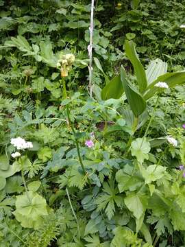 Image of Vicia balansae Boiss.